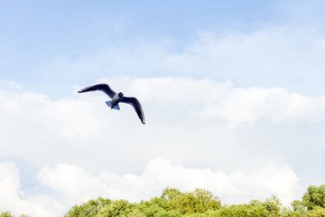 seagull flying in the blue sky