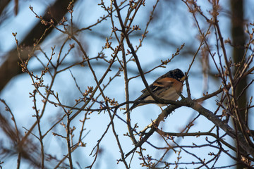 Brambling ( Fringilla montifringilla )
