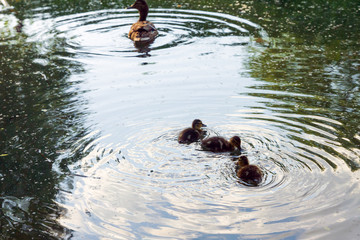 Mallard duck (lat. Anas platyrhynchos) with chicks in the water