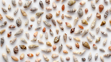 Small sea shells on white as background. Seashells wallpaper. Top view
