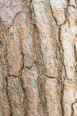 Pine bark close up.