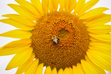 sunflower and bee