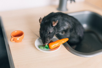 A black rat and a carrot on a kitchen