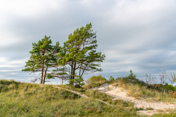 Beautiful forest landscape by the sea.