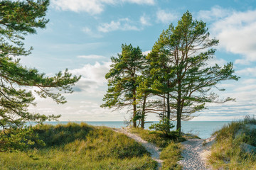 Fototapeta premium Beautiful forest landscape by the sea.