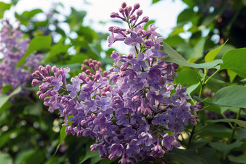 flowering branches of lilac (lat. Syringa vulgaris)