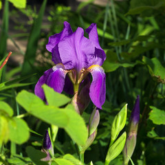 Garden iris flower (lat. Iris)