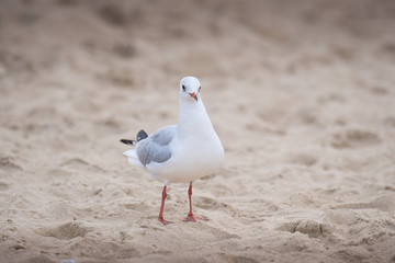 Small river gull