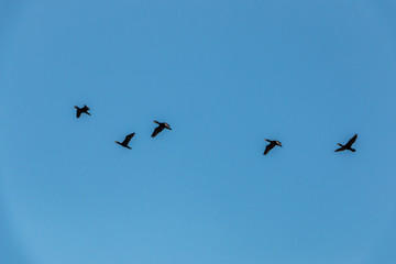 Group of big black cormorants flying in the air