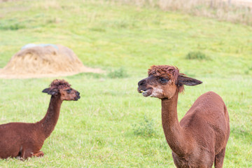  a brown shorn alpaca stands on a meadow and looks into the camera