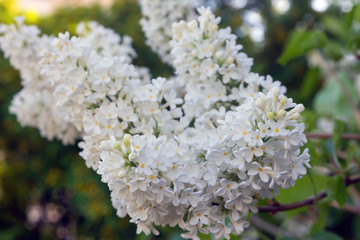 flowering branch of white lilac (lat. Syringa vulgaris)