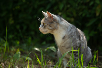 Naklejka na ściany i meble Katze spielt im Gras