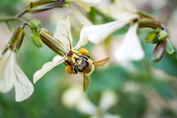 Bee in flower
