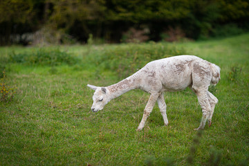  a white shorn alpaca stands on a meadow and looks into the camera