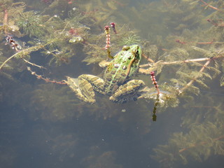 Green frog in the water
