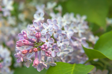 flowering branch of lilac (lat. Syringa vulgaris)