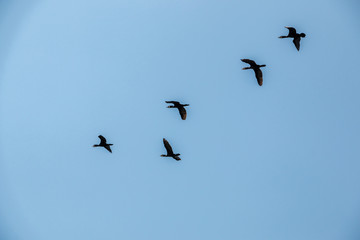 Group of big black cormorants flying in the air