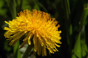 dandelion yellow flower (lat. Taraxacum)