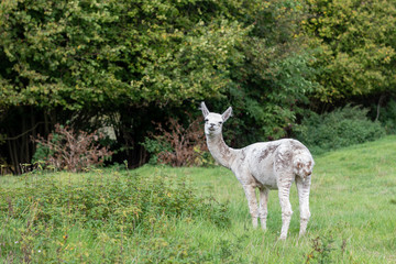 Obraz premium a white shorn alpaca stands on a meadow and looks into the camera