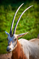 Scimitar-Horned Oryx (Oryx dammah)