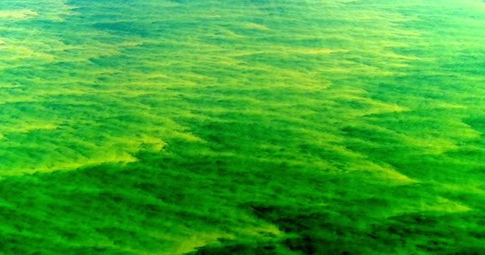 Aerial Pan Shot, Cyanobacteria Bloom On Ocean Surface