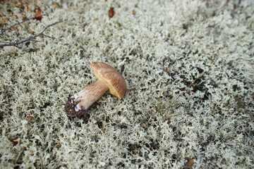 Edible mushroomwhite fungus boletus edulis cep porcino on north moss lichen outdoor nature europe forest background close up. Foraging hunting mushrooming concept. Text copy space.