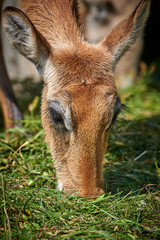 Portrait of a white tailed deer.