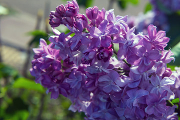 flowering branch of lilac terry variety (lat. Syringa vulgaris)