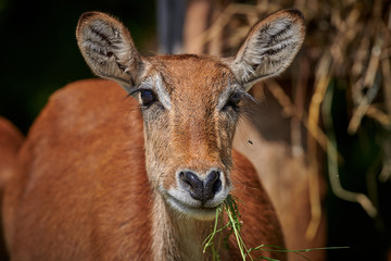 Portrait of a white tailed deer.