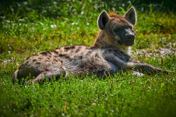 Spotted hyena (Crocuta crocuta) or laughing hyena