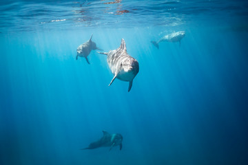 Dolphins