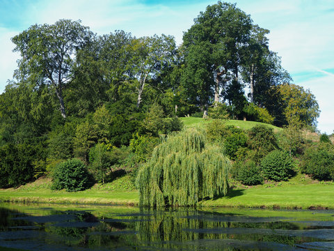 Weeping willow and other trees on a hillside beside a lake in a country park in North Yorkshire, England