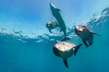 Foto auf Leinwand Delfine © Hoopoe Digital