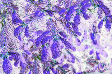 inverted color with spruce branches for background