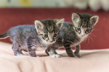 Two little kittens play on the bed. Domestic cats in a shelter. No one needs cats. Breeding cats from a domestic cat.