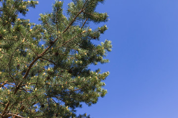 blooming pine branch with a young cone