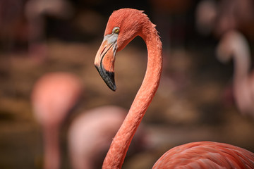 Obraz premium Fenicottero cileno portrait (Phoenicopterus chilensis)