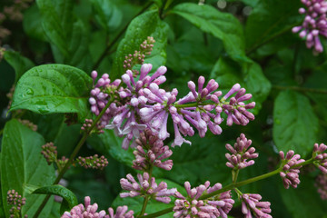 Hungarian lilac (lat. Syringa josikaea)