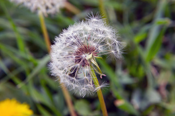 white dandelion begins to fly