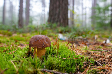 Boletus edulis growing in the forest. Boletus edulis Bull in a forest glade in Central Europe.