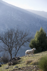 Obraz premium Flock of sheep in sierra sur de Jaen mountains, Andalusia, Spain