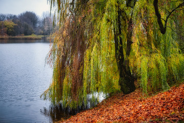 Autumn landscape. Large willow growing on the banks of a pond in a park. Golden foliage.