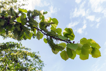 aspen branch blooms in early spring against the sky