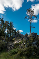 Sea of rocks with huge rocks and high trees
