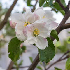 apple flowers on a branch on a background of grass