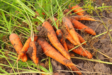 Fresh dug carrots in a field on a farm. Close-up. Top view. Background.