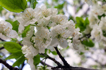 plum flowers on a branch in spring