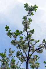 plum flowers on a branch in spring
