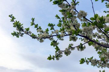 plum flowers on a branch in spring