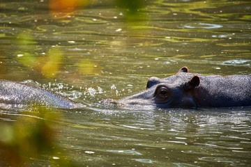 Fototapeta premium Hippopotamus (Hippopotamus amphibius) in the water